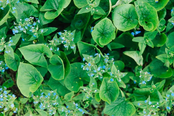 Mavi Çiçekler Esmer Brunner Mavi Çiçekli Uzun Ömürlü Yer Örtüsü — Stok fotoğraf