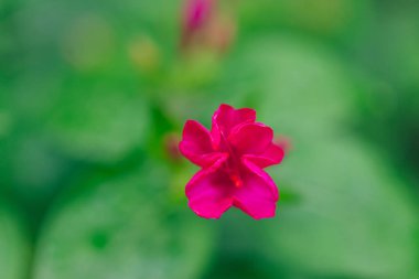 Gece güzelliği (Latince: Mirbilis jalpa), Nyctaginaceae familyasından bir tür Mirabilis türüdür..