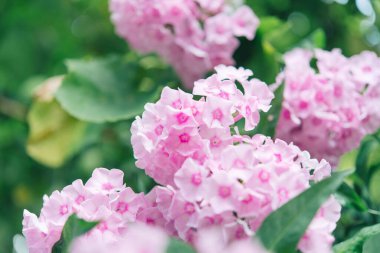 Bahçe fenomeni (Phlox paniculata). Güneşli bir günde bahçede çiçek açan fenomen dalları. Yumuşak bulanık seçici odak. Bahar çiçeği arkaplanı.