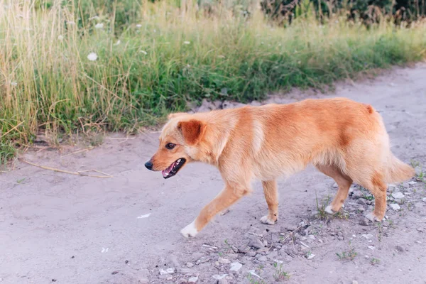 田舎道の庭犬 — ストック写真