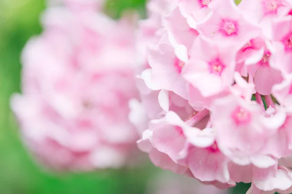 庭のPhlox Phlox Paniculata 晴れた日に庭にフロックスの枝を開花させる 柔らかいぼやけた選択的焦点 春の花の背景 — ストック写真