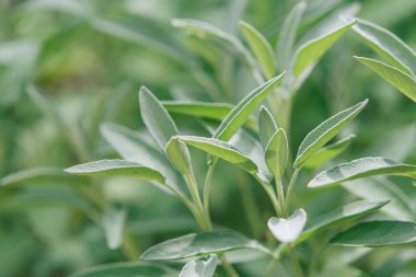 Sage bahçede bir bitkidir. Baharat. Bitkinin yeşil dokulu yaprakları.