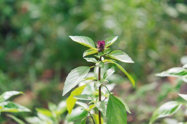  Çiçekli fesleğen yeşili bitkiler