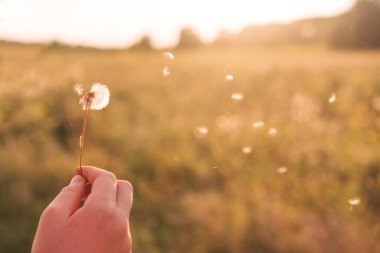Gün batımında bir tarlada karahindiba. Serbest uçuş.