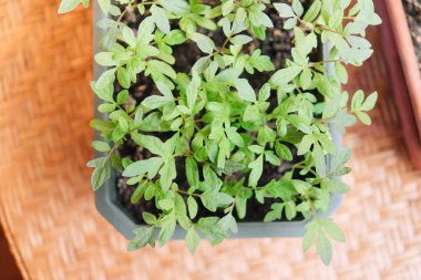 Toprağa domates tohumu ekme, açık araziye ekmeden önce evdeki başlangıç ekimi.