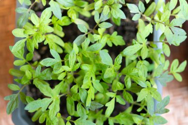 Toprağa domates tohumu ekme, açık araziye ekmeden önce evdeki başlangıç ekimi.