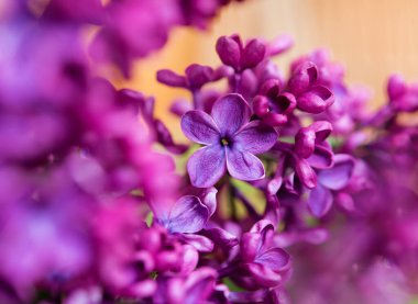 Arka planda mor leylak çiçekleri var. Bahar arkaplanı
