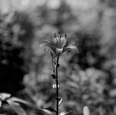 Bir zambak çiçeğinin siyah ve beyaz sanatsal portresi