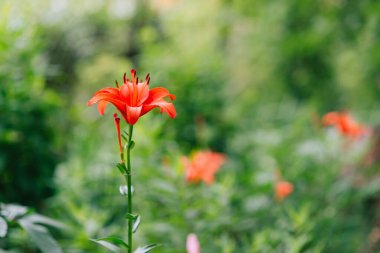 Yeşil yapraklardan oluşan bir arka planda güzel zambak çiçeği. Bahçedeki Lily çiçekleri. Bahar çiçeği arkaplanı.