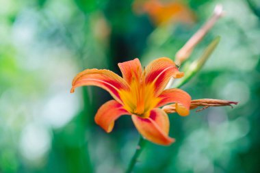 Yeşil yapraklardan oluşan bir arka planda güzel zambak çiçeği. Bahçedeki Lily çiçekleri. Bahar çiçeği arkaplanı.