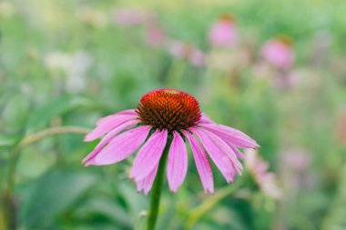 Çiçekli mor koni sakızı. Ekinezya purpurea, doğu mor coneflower veya kirpi coneflower