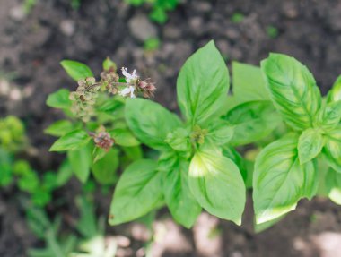  Çiçekli fesleğen yeşili bitkiler