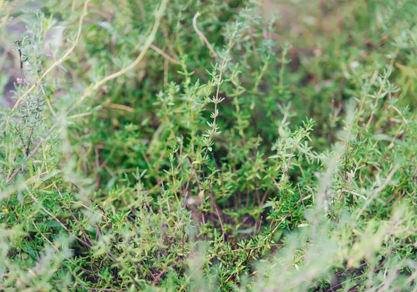 园中的百草 Lat Serpylli Herba — 图库照片