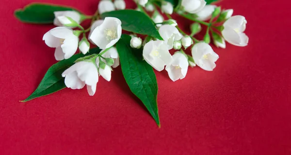 Beautiful White Jasmine Flowers Red Background Place Inscription Wedding Birthday — Stockfoto