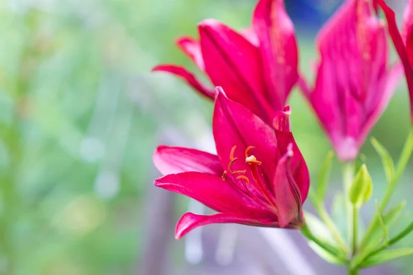 Krásná Lilie Květ Pozadí Zelených Listů Lily Květiny Zahradě Jarní — Stock fotografie