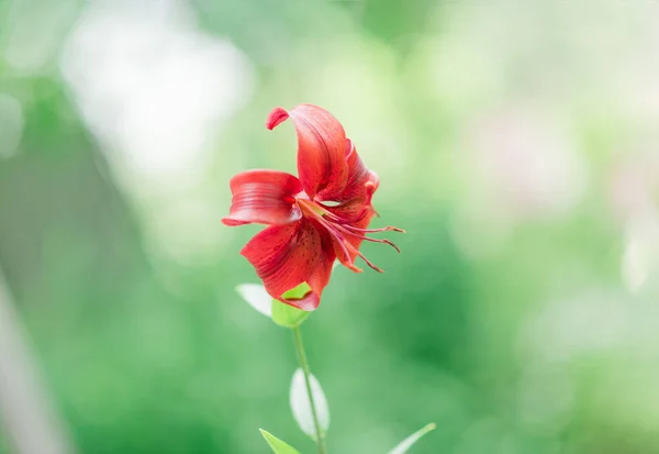 Schöne Lilienblüte Auf Einem Hintergrund Aus Grünen Blättern Lilienblüten Garten — Stockfoto