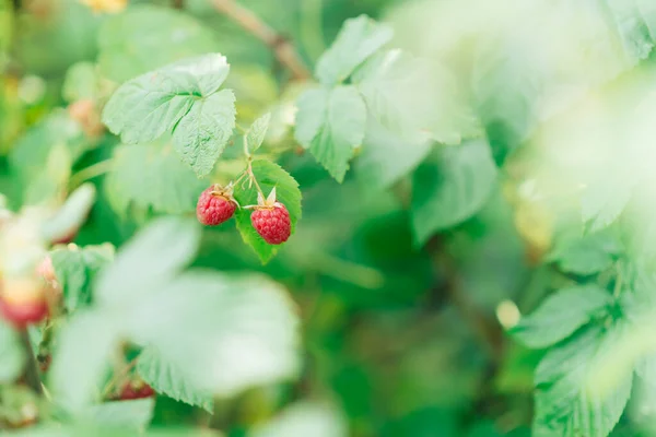 Rama Madura Frambuesa Jardín Las Bayas Rojas Dulces Crecen Arbusto —  Fotos de Stock