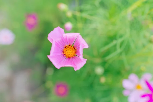 Cosmos Flowers Beautiful Garden Close Postcard Space Your Text — Stock Photo, Image