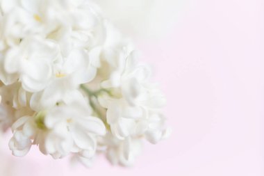 Çiçekli beyaz leylak çiçekleri. Beyaz leylak çiçeklerinin doğal arkaplanı.