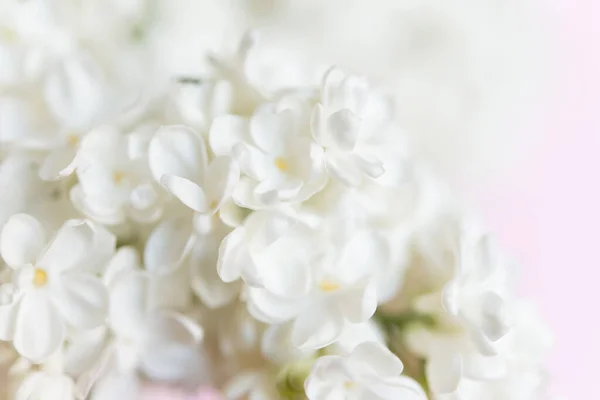 Ανθισμένα Λευκά Πασχαλινά Λουλούδια Φυσικό Φόντο Των Λευκών Λιλά Λουλούδια — Φωτογραφία Αρχείου