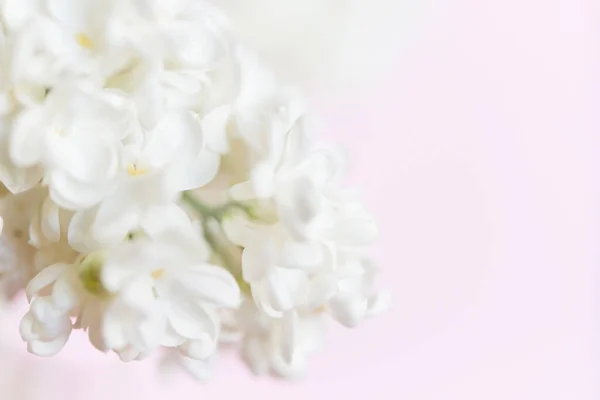 Ανθισμένα Λευκά Πασχαλινά Λουλούδια Φυσικό Φόντο Των Λευκών Λιλά Λουλούδια — Φωτογραφία Αρχείου