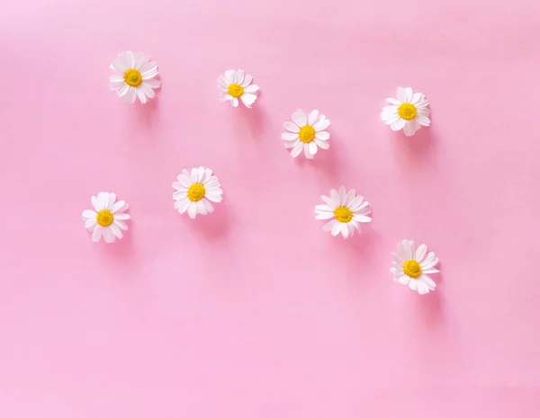 Цветок Дейзи Тонком Розовом Фоне Весенний Фон Подарок День Матери — стоковое фото