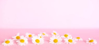 Narin pembe arka planda Daisy Çiçeği. Bahar arka planı. Anneler Günü Hediyesi