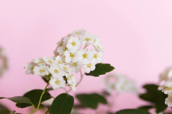 Thunbergův Keř Spiraea Thunbergii Kvete Pozadí Bílé Květy Květinově Růžové — Stock fotografie