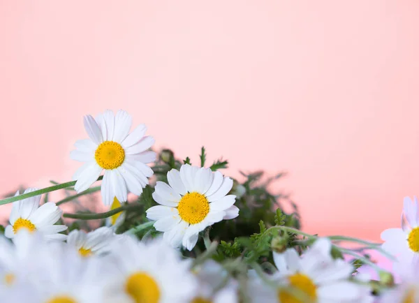 Fleur Marguerite Sur Délicat Fond Rose Fond Printanier Cadeau Fête — Photo