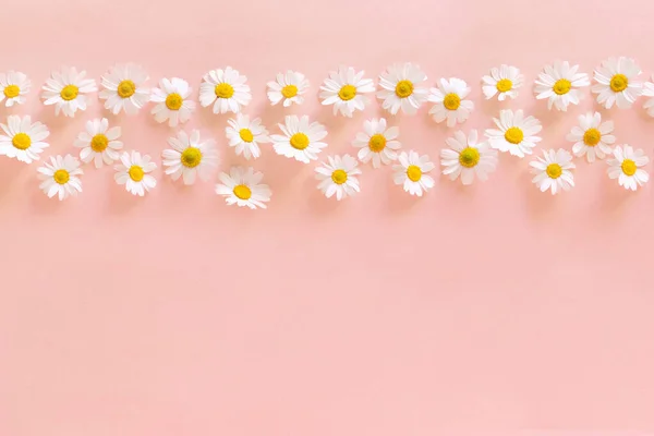 Gänseblümchen Blühen Auf Einem Zartrosa Hintergrund Frühling Hintergrund Muttertagsgeschenk — Stockfoto