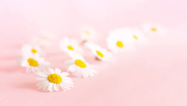 Μαργαρίτα Λουλούδι Ένα Λεπτό Ροζ Φόντο Ανοιξιάτικο Δώρο Για Γιορτή — Φωτογραφία Αρχείου
