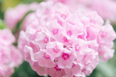 Narin feniks çiçekleri. Çiçekli bahçe fenomeni, çok yıllık ya da güneşli bir günde bahçede yaz fenomeni..