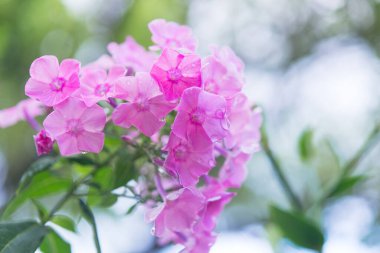 Narin feniks çiçekleri. Çiçekli bahçe fenomeni, çok yıllık ya da güneşli bir günde bahçede yaz fenomeni..