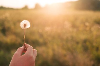 Gün batımında bir tarlada karahindiba. Serbest uçuş.