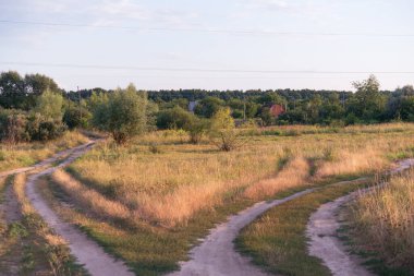 Taze yeşil yapraklı büyük ağaçlı yaz çayırı. Güneşli bir gün.