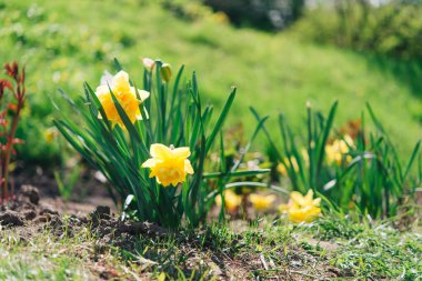 Nergisler - çimlerde bahar sarısı çiçekleri