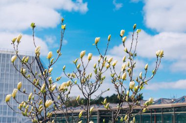 Güneşli bir günde güzel bir çiçek açmak, çiçek açan bir ağaç - güzel bir manolya dalı ilkbaharda - manolya çiçeği