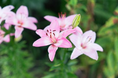 Yeşil yapraklardan oluşan bir arka planda güzel zambak çiçeği. Yaz çiçekli arka plan.