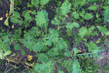Marul (Lactuca sativa), bahçedeki bir bitki. Bitki parazitler tarafından mahvediliyor, marul yaprakları deliklerde.