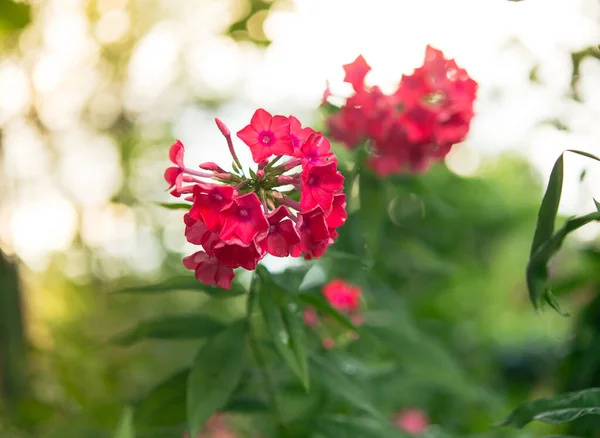 Finom Phlox Virágok Virágzó Kerti Phlox Évelő Vagy Nyári Phlox — Stock Fotó