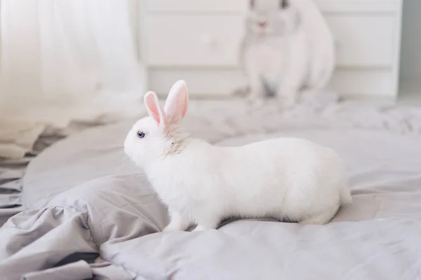 Белый Пасхальный Кролик Светло Сером Интерьере — стоковое фото