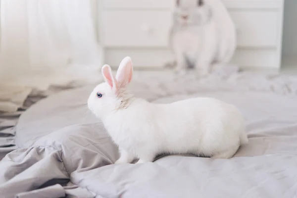 Weißer Osterhase Hellgrauen Interieur — Stockfoto