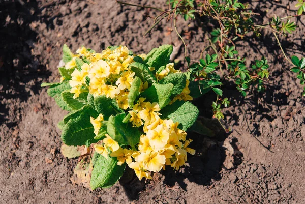 Sárga Primrose Primula Vulgaris Első Virágzó Virág Közös Primrose Egy — Stock Fotó