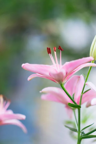 Krásná Lilie Květ Pozadí Zelených Listů Letní Květinové Pozadí — Stock fotografie