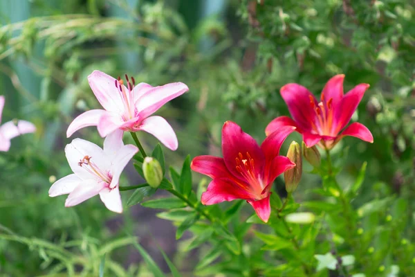 Beautiful Lily Flower Background Green Leaves Summer Floral Background — Stock Photo, Image