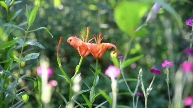 Yaz çiçekli arka plan - yeşil doğal arka planda pembe zambak çiçeği