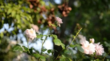 Güzel çiçekler, seçici odak