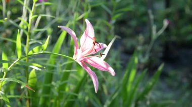 Yaz çiçekli arka plan - yeşil doğal arka planda pembe zambak çiçeği