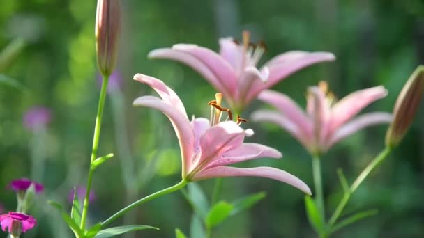 Summer Floral Background Ροζ Λουλούδι Κρίνου Στον Κήπο Πράσινο Φυσικό — Αρχείο Βίντεο