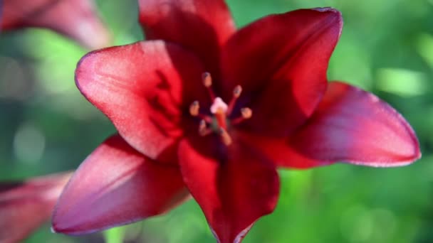 Letnie Tło Kwiatowe Różowy Kwiat Lilii Ogrodzie Zielonym Naturalnym Tle — Wideo stockowe